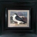 MARY FEDDEN. OSPREY.